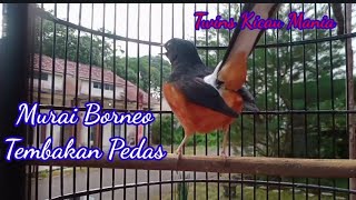 Murai Batu Borneo Bikin Emosi Lawan 🔥🔥🔥Tembakan Keras dan Rapat