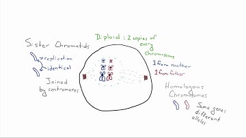 Introduction to Biology - 8 - Binary Fission and Mitosis