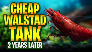 The Cheapest Walstad Tank You Can Build - No Filter, No Heater, No CO2 - 2 Years Later!