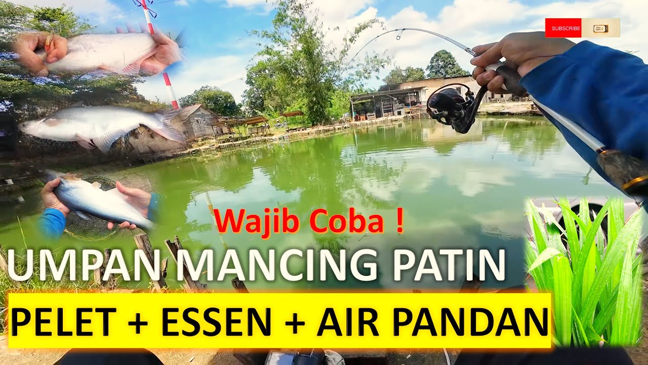 Umpan Patin modal Pelet Boom dan Pateen Premium Essence, hasilnya Joss