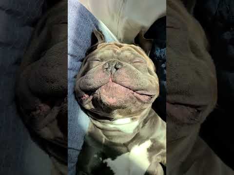 Video: Tento mechanik má najroztomilejší pes asistent budete niekedy vidieť!