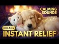 Helps Anxious Dogs Relax Fast 🐶 Dog Calming Music for Separation Anxiety &amp; Deep Sleep