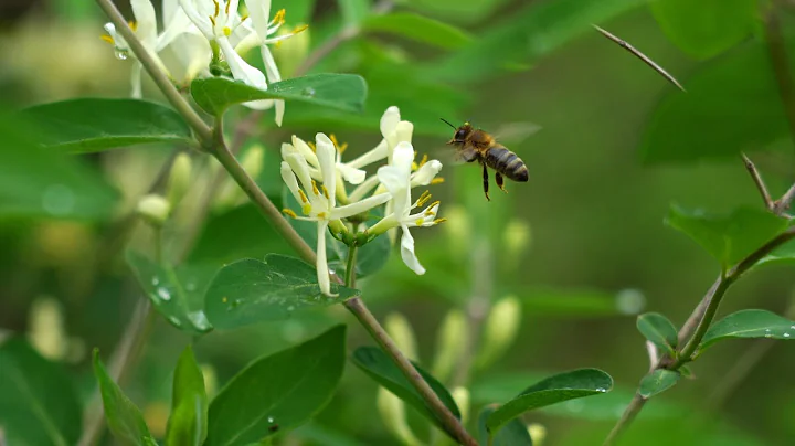 Cornell professor Tom Seeley explains Darwinian be...