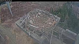 Preview of stream Osprey Nest Cam