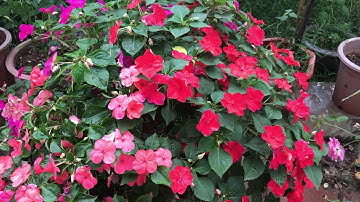 Đến mùa trồng hoa Ngọc thảo rồi các bạn