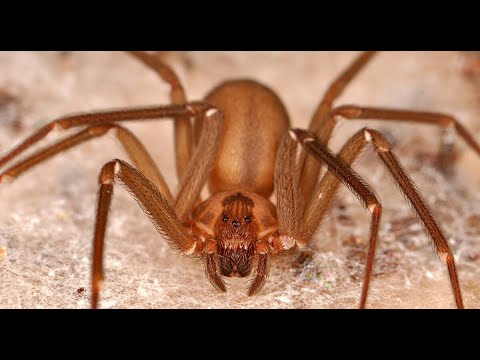 Коричневый паук отшельник совсем маленький, но очень опасный