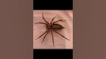 Коричневый паук отшельник совсем маленький, но очень опасный