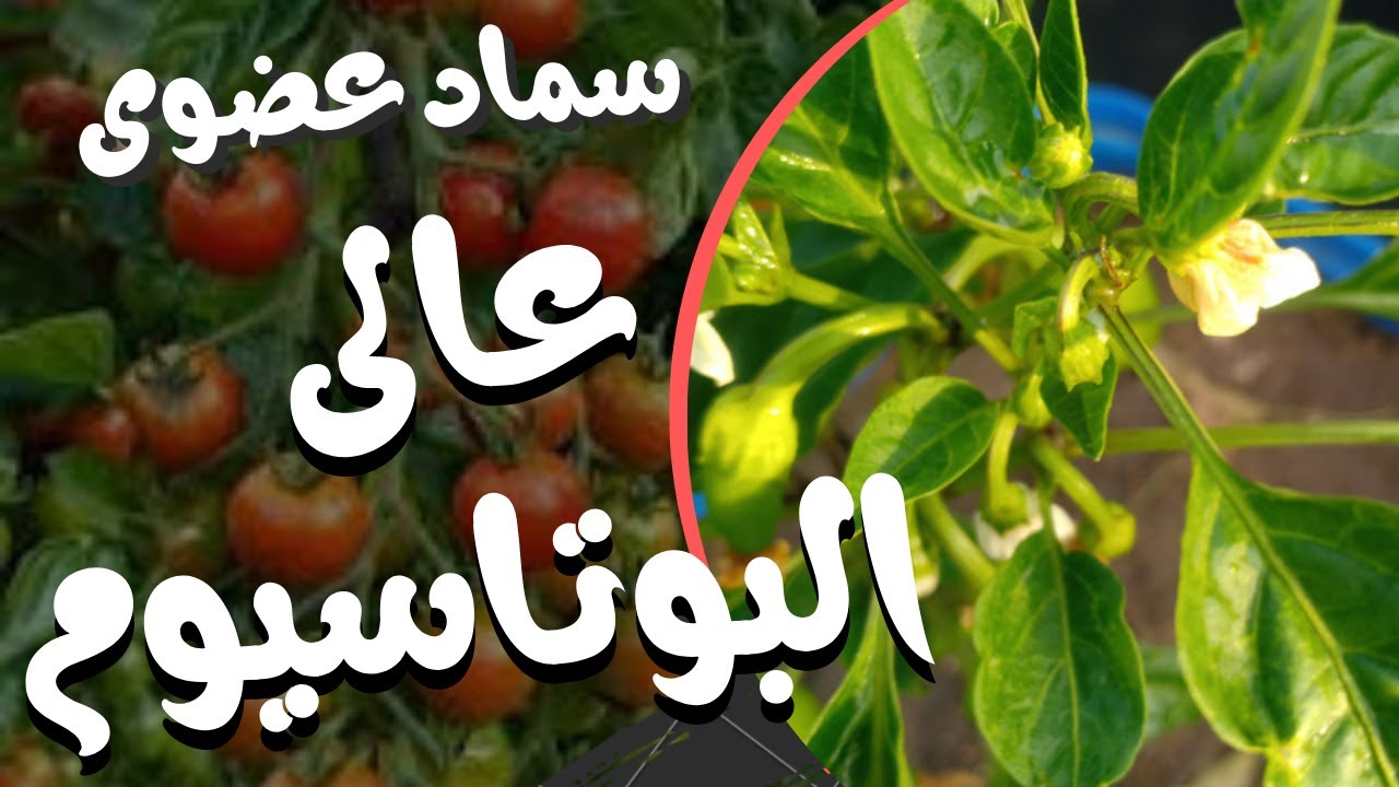 تحضير محلول سماد عضوى عالى البوتاسيوم