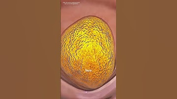 How Food Turns Into Poop? (3D animation) #drone #theflash #space #automobile