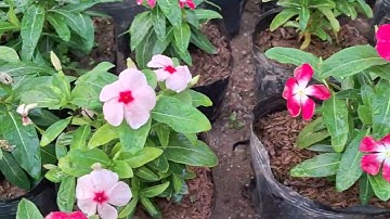 Bán cây dừa cạn ta, dừa cạn Thái 0977973535