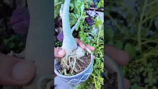 adenium