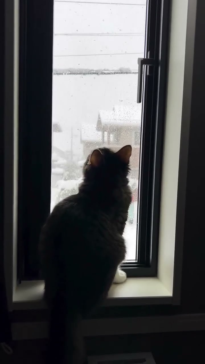 Top des vidéos très mignon petit chaton
