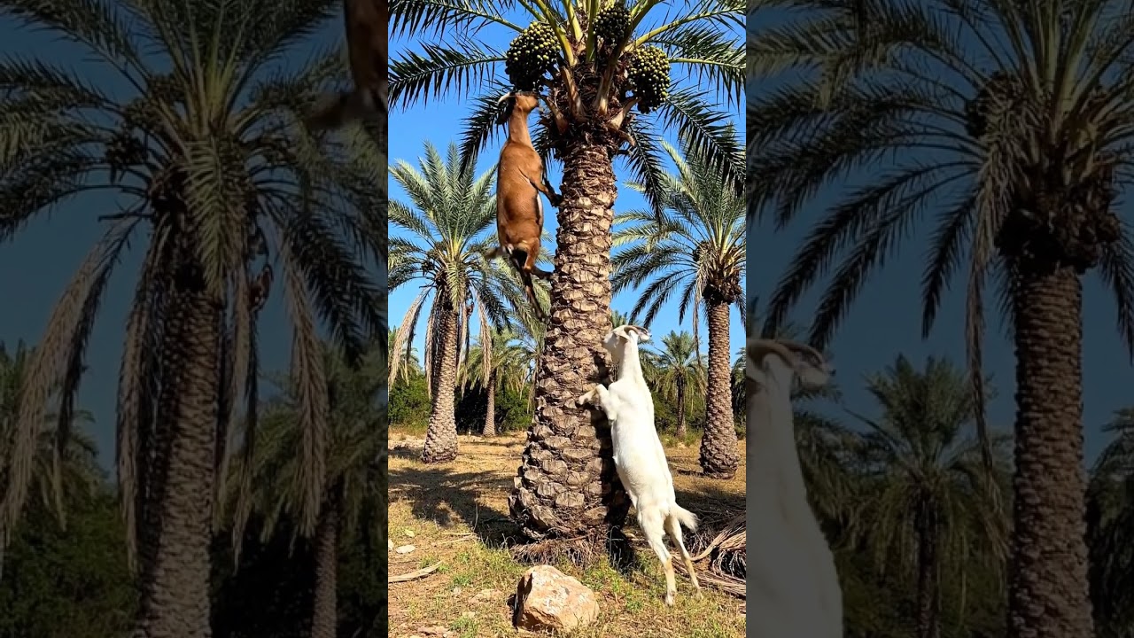 Nature’s Daredevils: Goats on Palm Trees 🐐Unbelievable! Goats on Top of Palm Trees 🌿 