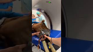 Horse  check machine - Smart horse  show