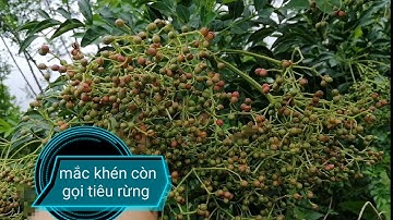sự thật về cây mắc khén.hạt tiêu rừng. cuộc sống vùng núi 🏔