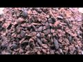 Difference Between Cacao & Cocoa? - YouTube