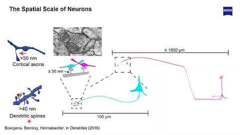 Expanding your Scanning Electron Microscopy (SEM) to 3-Dimensions and beyond