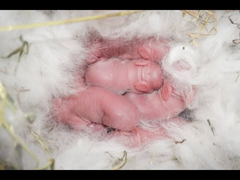 الأرنبه ولدت علي الارض أعمل ايه