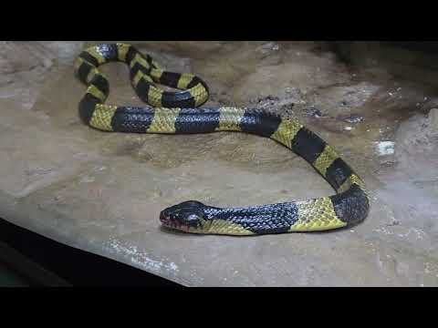 Banded krait