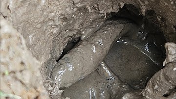 Bắt Cá Lóc Đồng Còn Sống Sót Ở Vũng Nước Cạn!