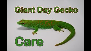 Thinking of keeping Giant Day Geckos? WATCH THIS!