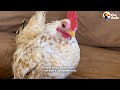 Chicken With Nubs For Feet Has Thirty Pairs Of Shoes  | The Dodo