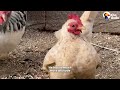 Chicken With Nubs For Feet Has Thirty Pairs Of Shoes  | The Dodo