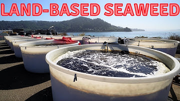 Oregon Seaweed Farming Revolution: een unieke Dulse zeewier aquacultuurboerderijtour