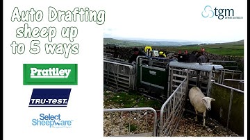 Auto Drafting Sheep up to 5 ways at separating time