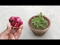 How to grow pomegranate plants