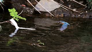 3090#カワセミ#水絡み#境川#Kingfisher#water entangled#20180916#2／3