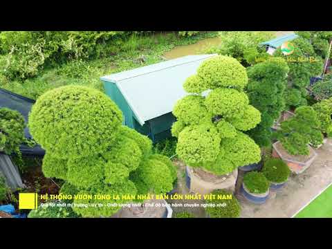 Vườn Tùng La Hán Nhật Bản Lớn Nhất Việt Nam | Những Cây Khủng Của Hệ Thống - Sang Trọng & Đẳng Cấp - Truthabouttoyota