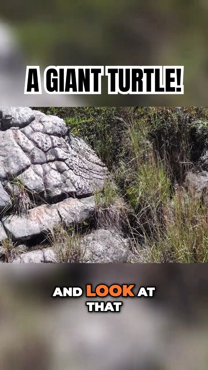 Giant Ice Age Turtle Art Discovered In Colombia YouTube Oardefault