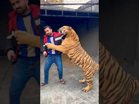 Tiger wants to attack on neck #trailer #animal #teaser #india #top10 #pets #wildlife #documentary