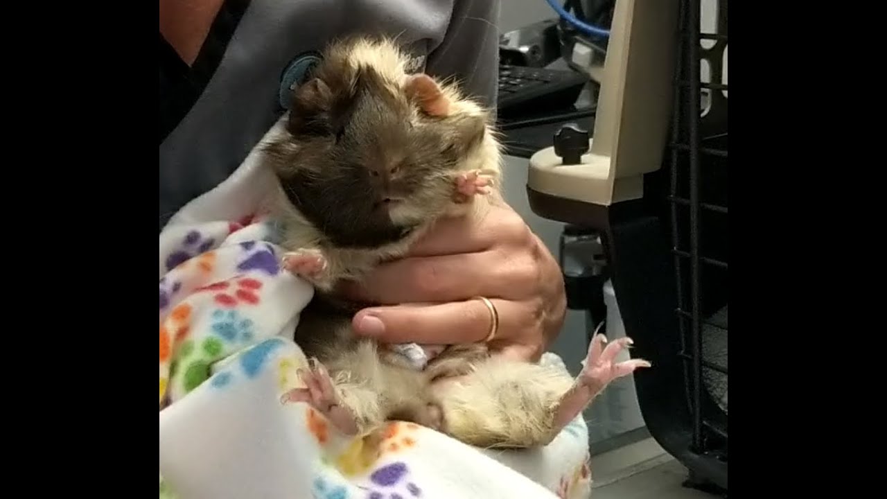 Guinea pig crying at the vet YouTube