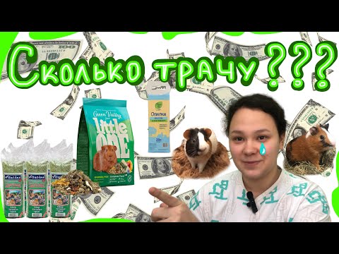 Сколько денег уходит на морских свинок?😱/финансы/￼как рассчитываю сочный корм?/сено/наполнитель