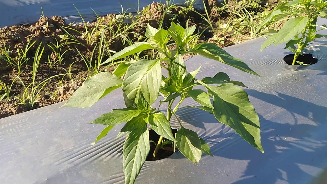 Balram chili farming#indian farming#chili farming - YouTube