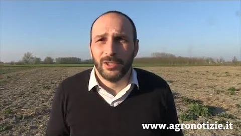 Quanto rende un ettaro di bambù gigante?