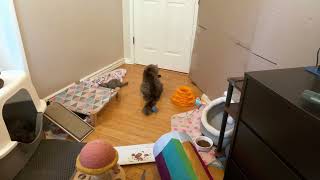 April 23, 2024 by Just a Foster Cat Mom 16 views 3 weeks ago 4 minutes, 37 seconds