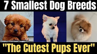 Small Dog Breeds: Discovering the Ideal Companion for Families