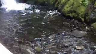 Dolgoch Falls, Nr Tywyn.