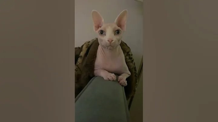 Video 3775071: curious sphynx cat, sphynx cat attacks