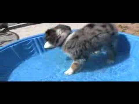 Rio - Australian Shepherd Blue Merle Puppy - First...