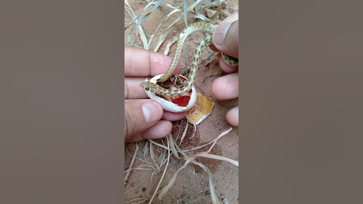 snake egg opening । #snake #shorts #nature