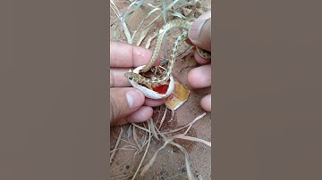 snake egg opening । #snake #shorts #nature