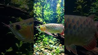 What is a Fish name #fishing #catfish #fish #catfishing