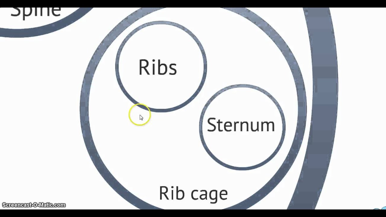 The bones of the human skeleton - YouTube