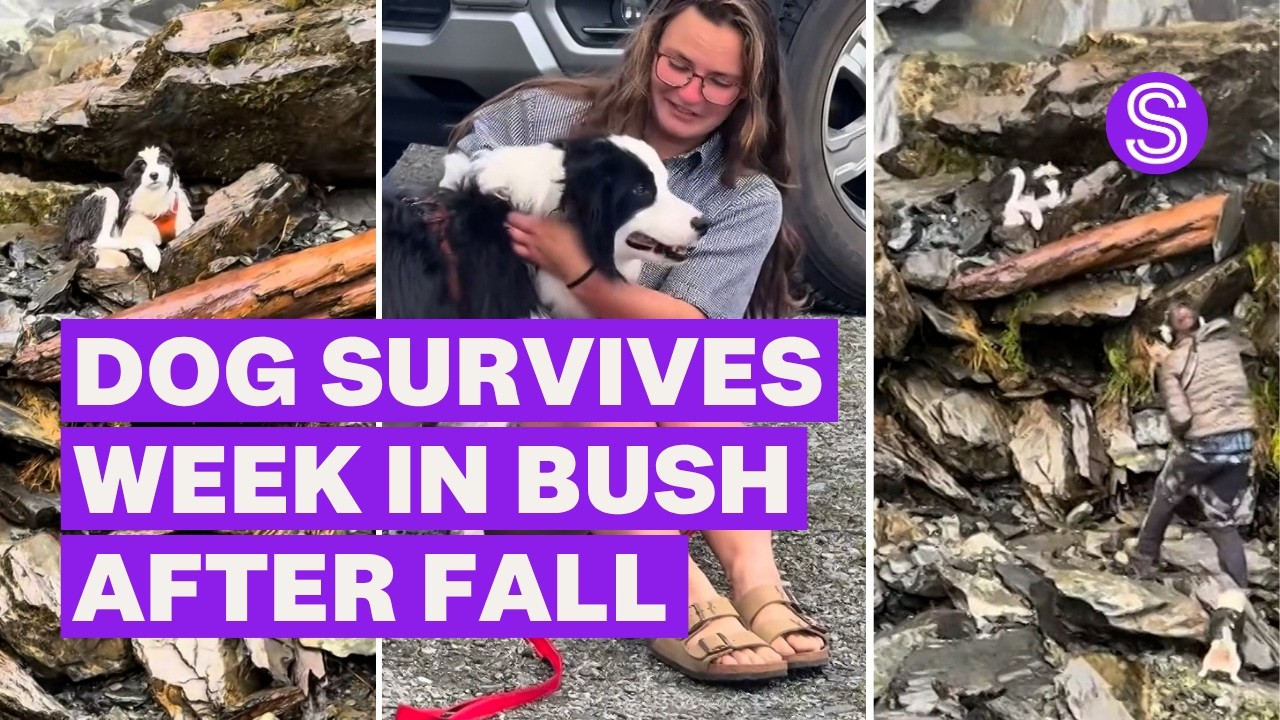 Border Collie found alive, reunited with owner a week after falling ...