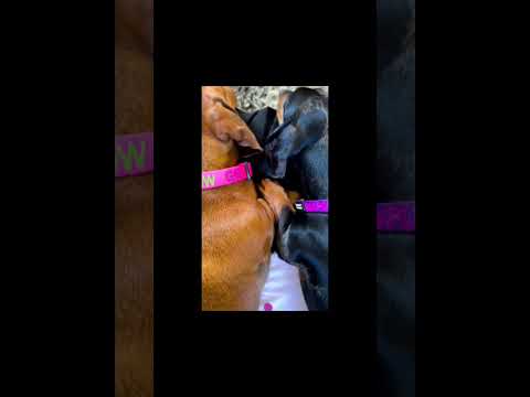 Miss Maple Loves Miss Willow So Much I Captured This Moment Just At The Right Time My Heart