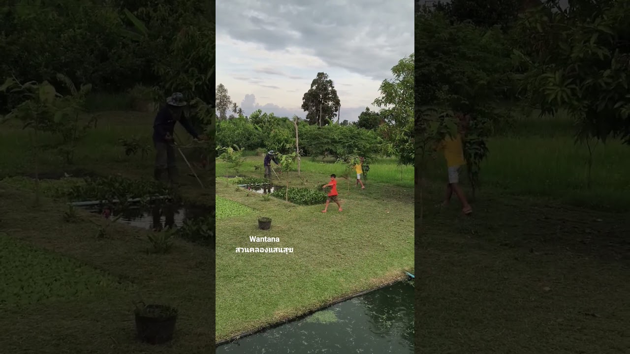 ช่วยกันกวาดเก็บหญ้าช่วยพ่อ👏👏#กิจกรรมครอบครัว #คลองไส้ไก่ #ตัดหญ้า #automobile #nature #canal